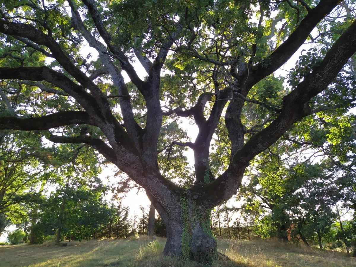 Agriturismo La Villetta San Lorenzo Nuovo Dış mekan fotoğraf