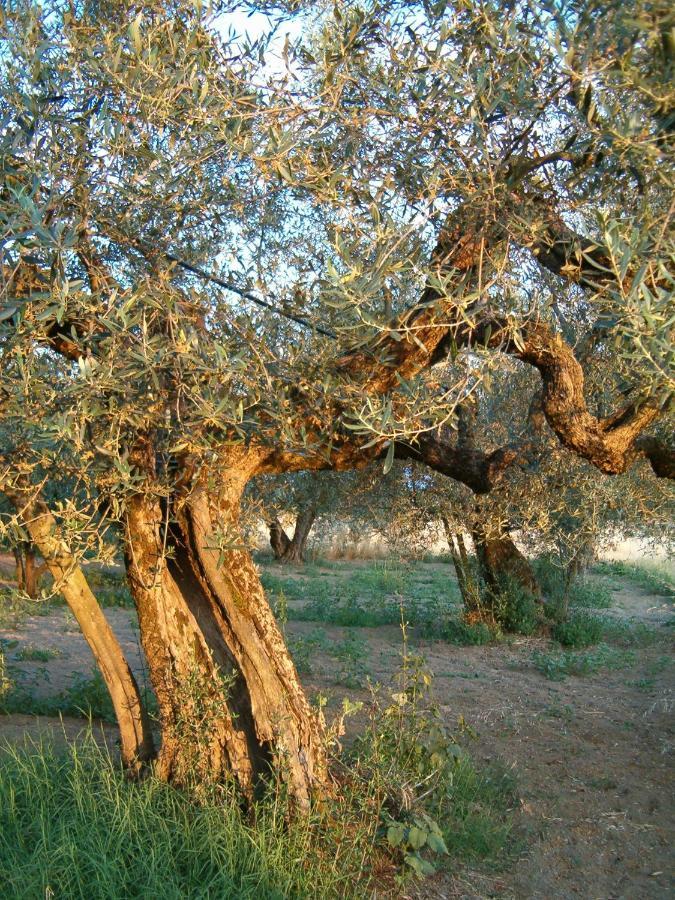 Agriturismo La Villetta San Lorenzo Nuovo Dış mekan fotoğraf