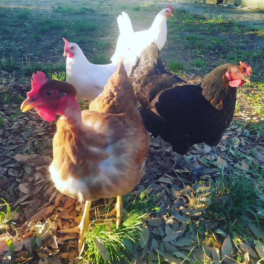 Agriturismo La Villetta San Lorenzo Nuovo Dış mekan fotoğraf
